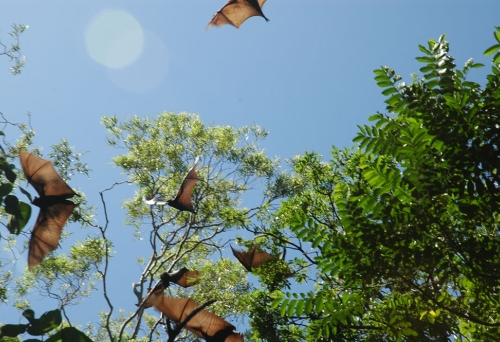 Bats flying during the day in Redcliffe Botanic Gardens