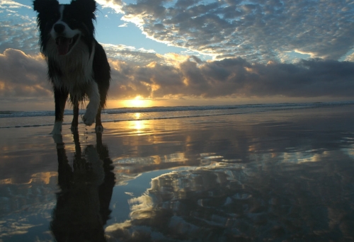Dog walking on Wurtulla Currimundi Beach Off Leash at sunrise 