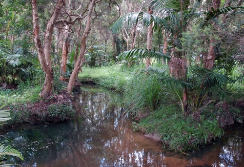 Creek and paper bark trees inside Sheep Station Gully in Algester