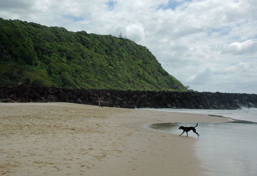 Dog running on beach next to headland on Tallebudgera Dog Beach Palm Beach North