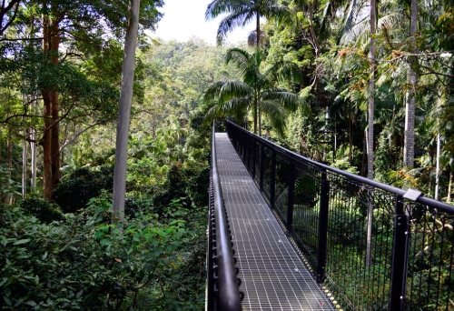 Metal bridge inside the Tamborine Rainforest Skywalk 