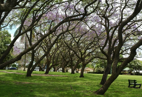 Row of jacaranda trees in TC Beirne Park Hendra