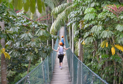 Treetop Adventure