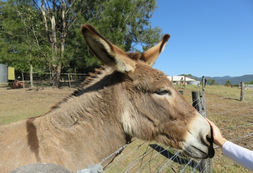 Donkey at Trevena Glen Animal Farm Mt Samson