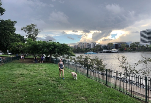 Person walking dog by the river at the West End Dog Park, Brisbane