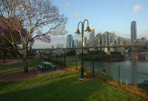 Jacarada tree in bloom in Wilson Outlook Reserve park overlooking story bridge at sunrise in New Farm.