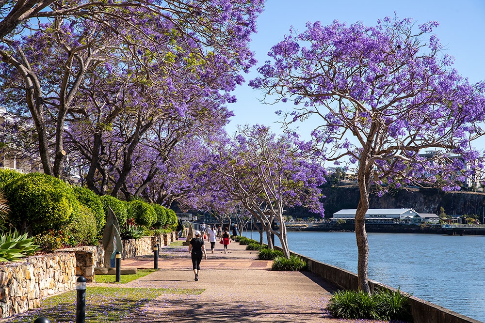 Jacaranda trees along river at Kangaroo Point