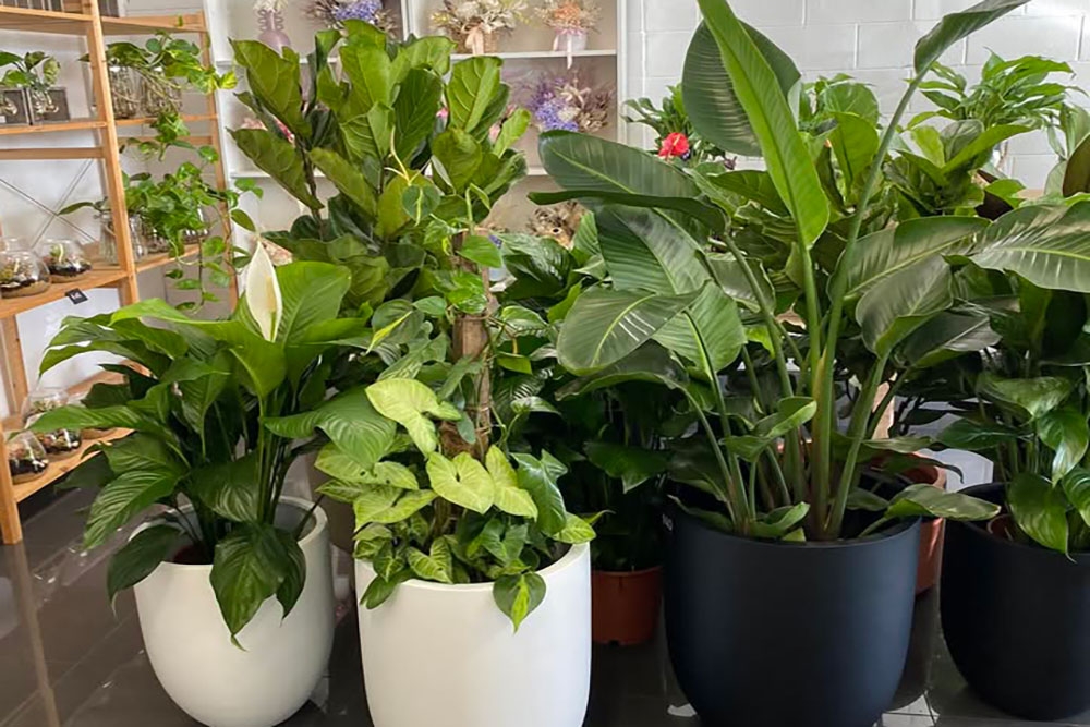 Pot plants at Autumn Flora