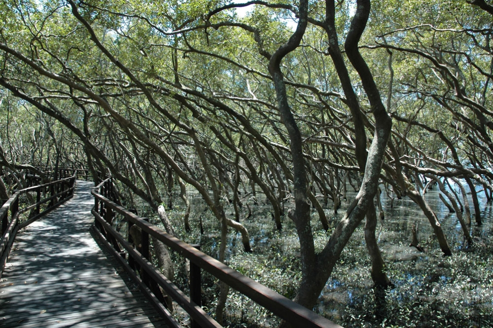 Above water boardwalk surrounded by mangrove trees in the Wynnum Mangrove Boardwalk 