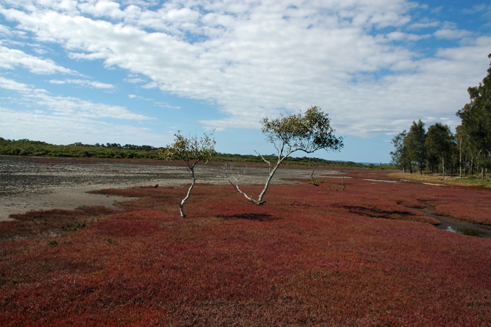 View from Point Halloran Reserve walking track near Brisbane