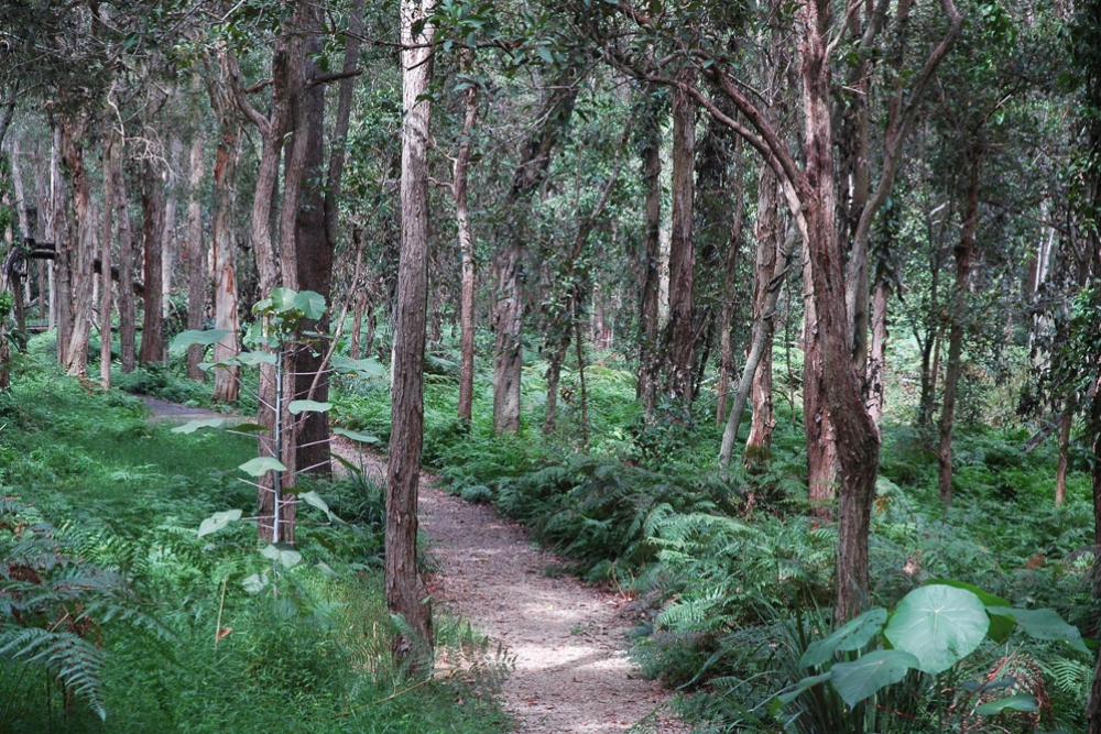 Walking track through the forest 