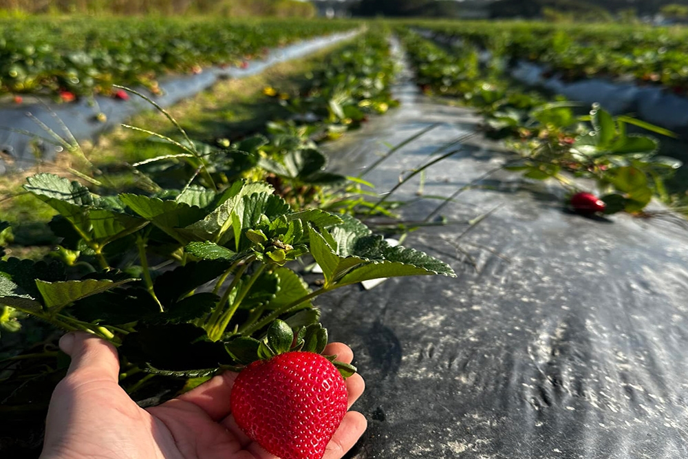 Hand holding strawberry in fields Rolin Farms