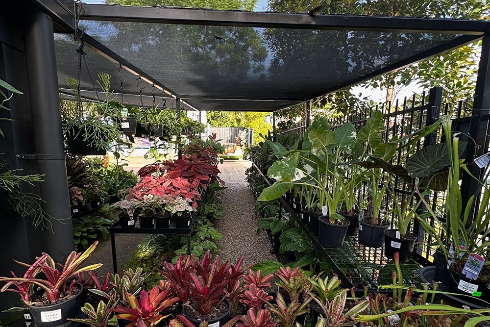 Plants for sale at Tropic Gardener