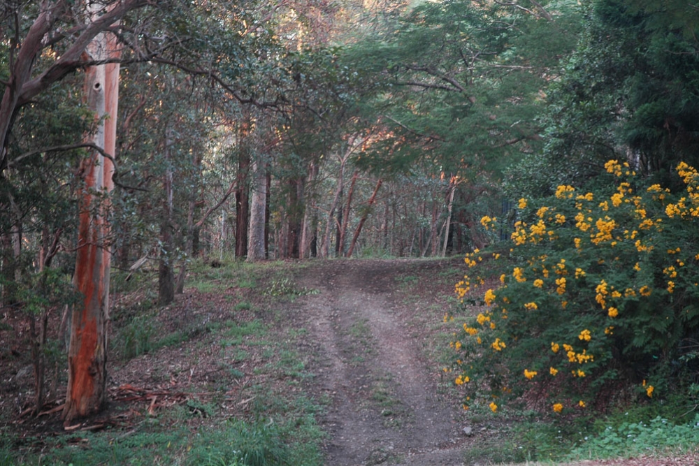 Banks St Reserve