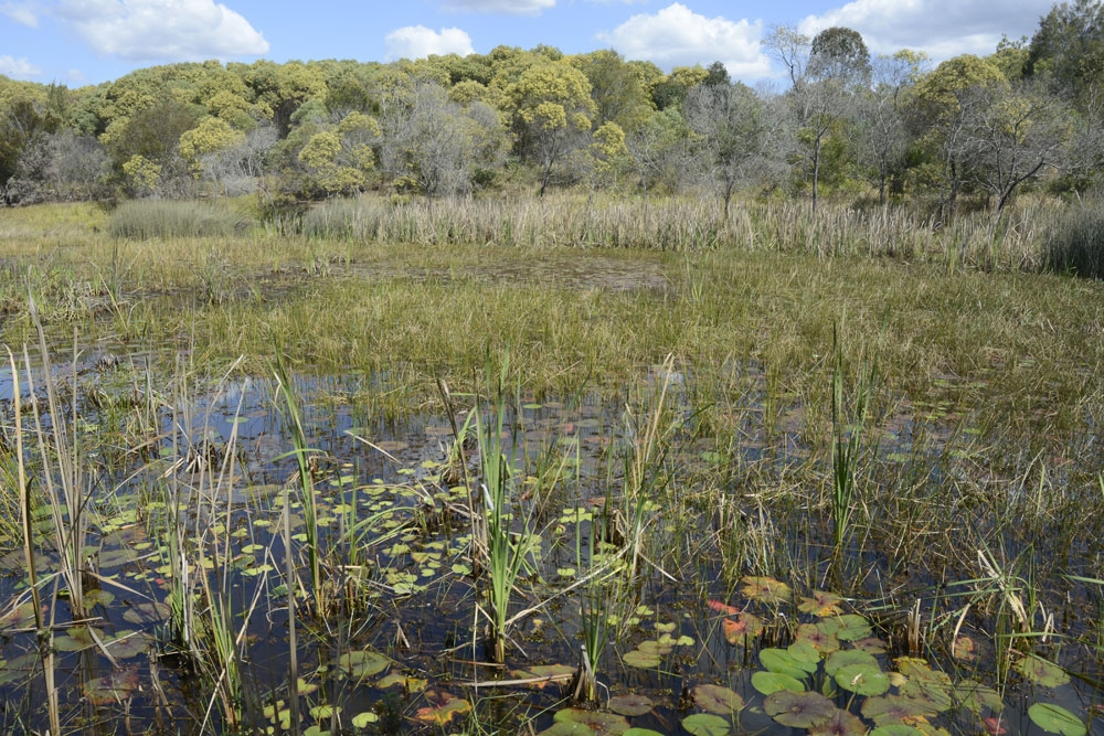 Water and bush inside the Berrinba Wtlands