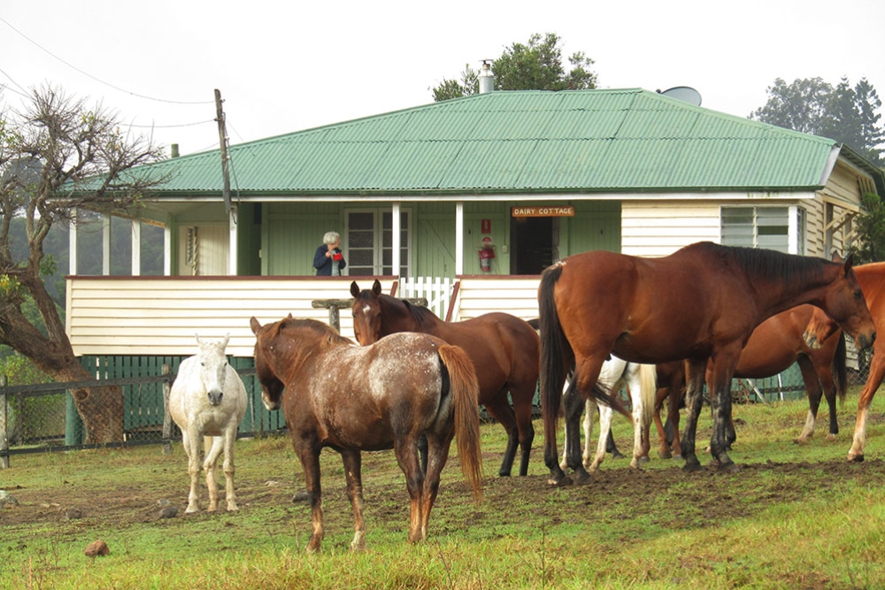 Cedar Glen Farmstay Darlington