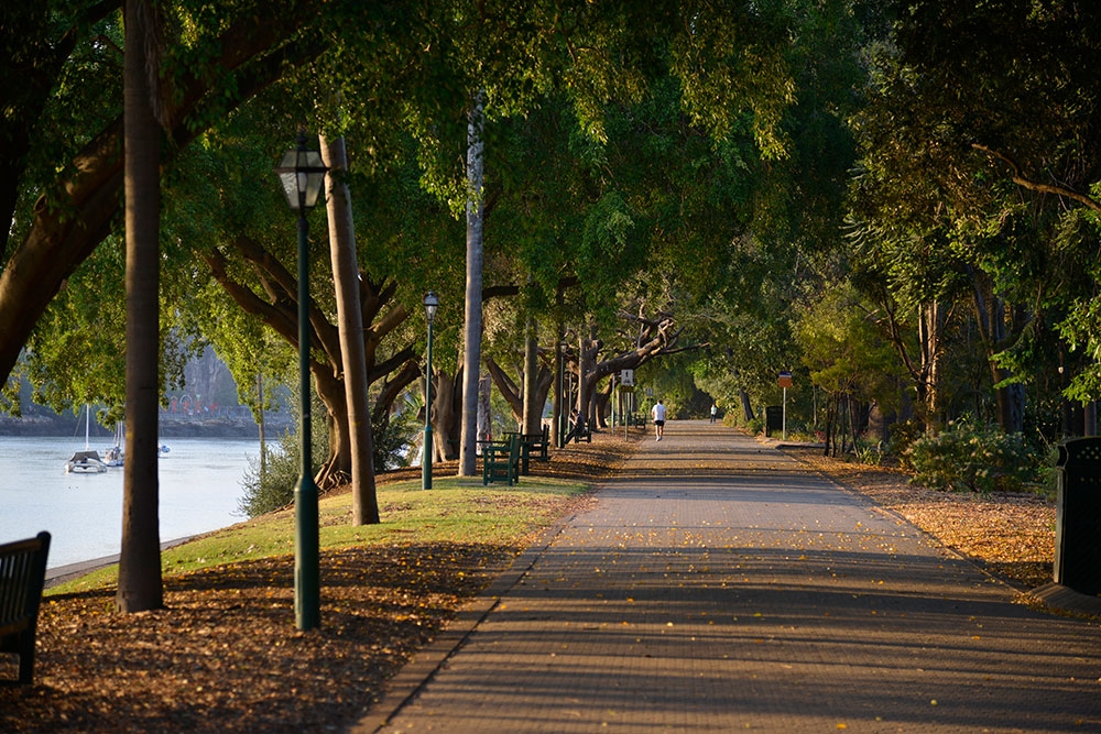 Trees, river and path inside the Brisbane city botanical gardens