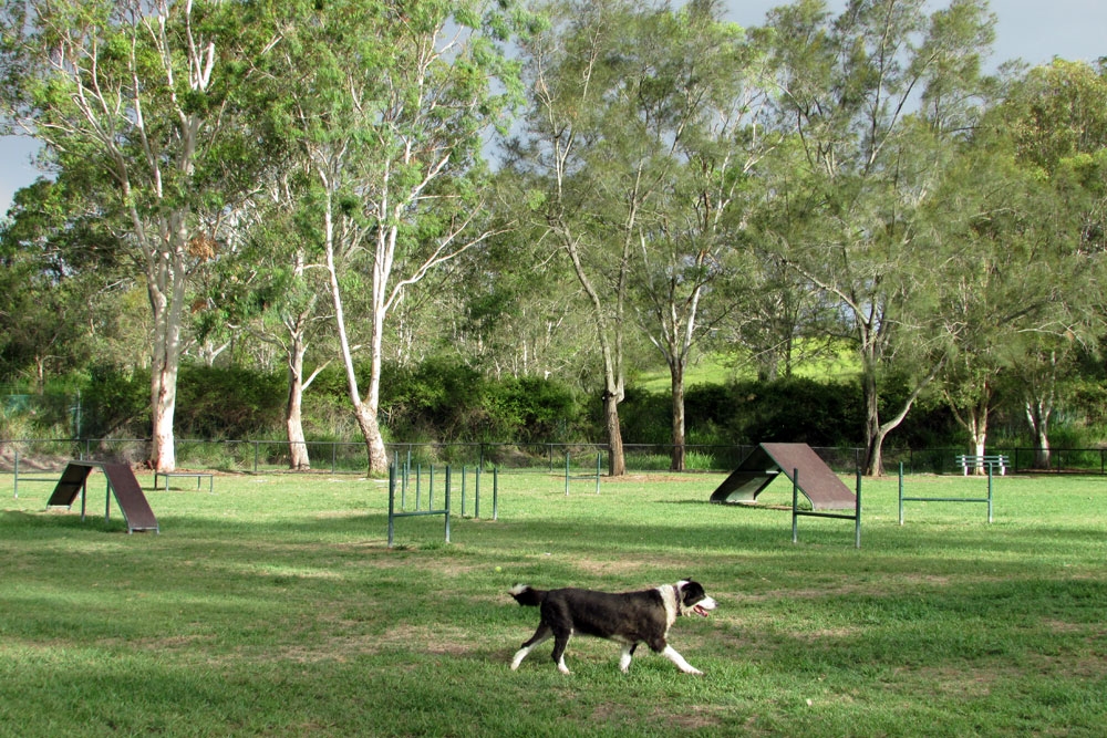 10 Best Dog Parks Around Brisbane Must Do Brisbane