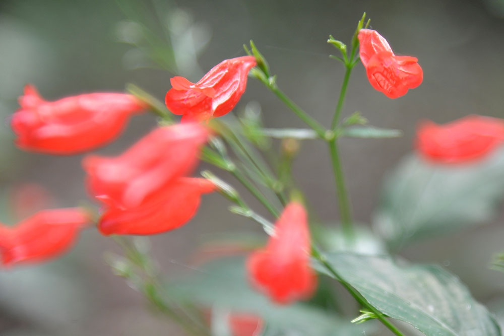 Wild flowers in Cornubia Forest Park 