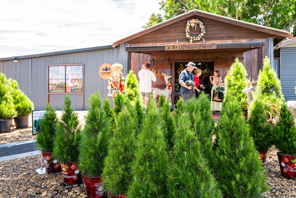 Christmas trees at Chrissy Trees 4 U