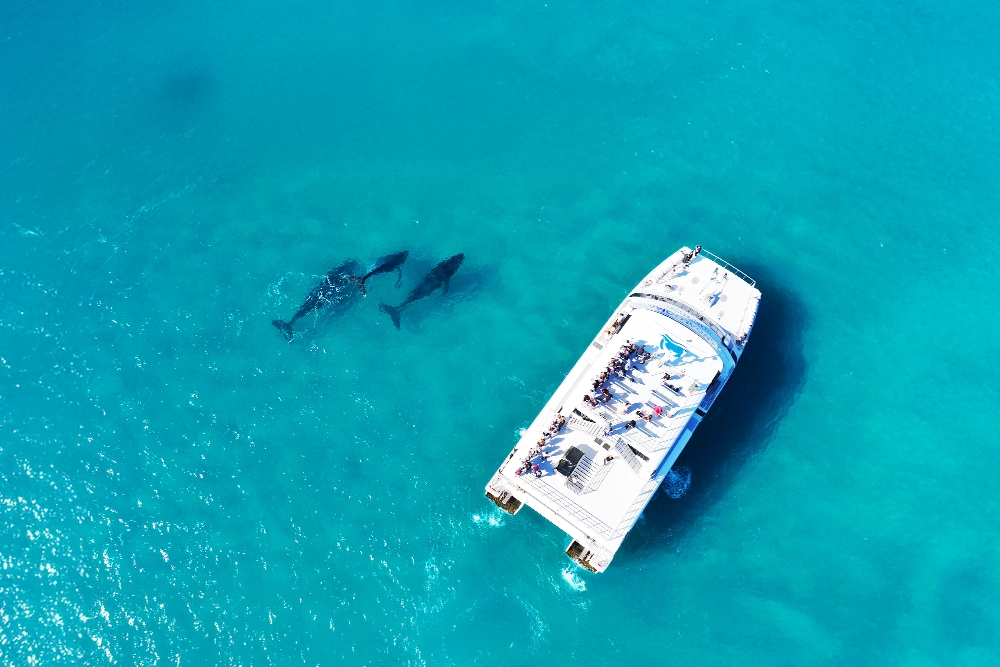 Whale Watching Tangalooma Island Resort