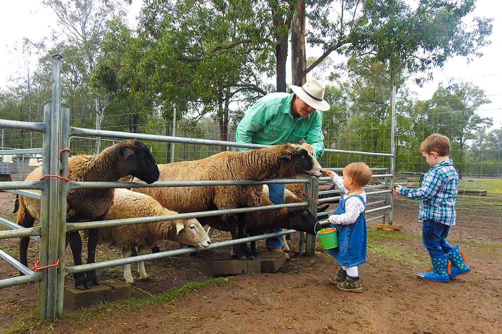 Children feeding sheep in a pen with a man at Haigslea Ewe Nique Hobby Farm