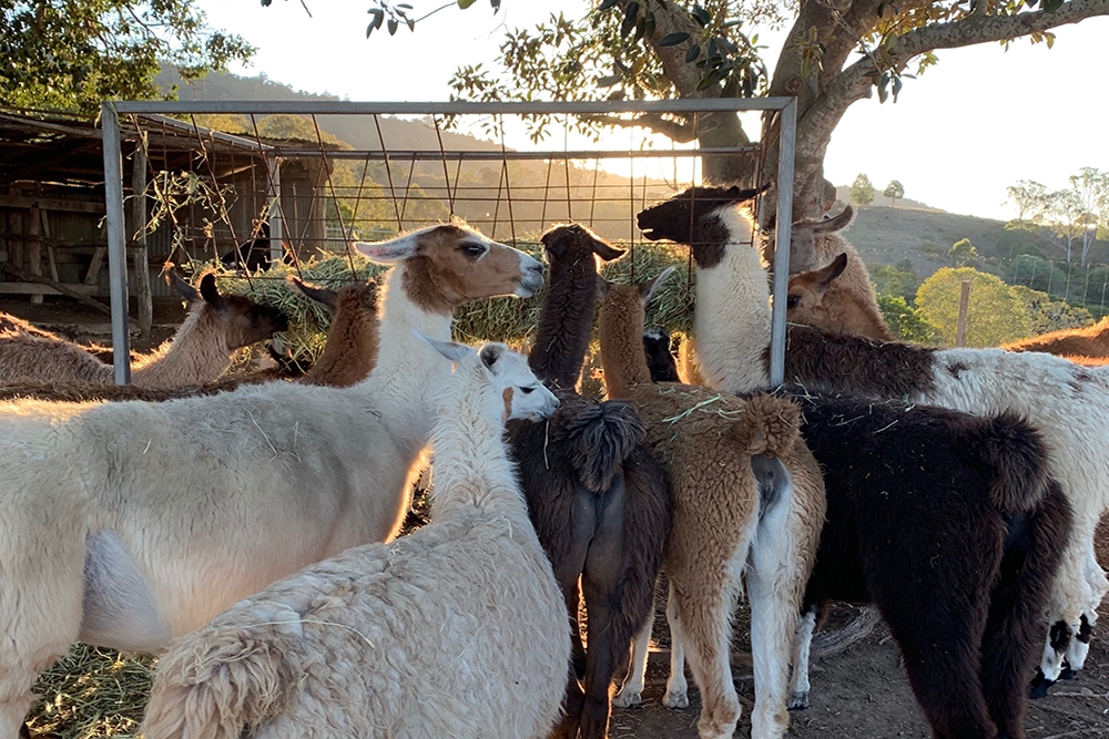 Herd of llamas at the Llama Farm, Ipswich