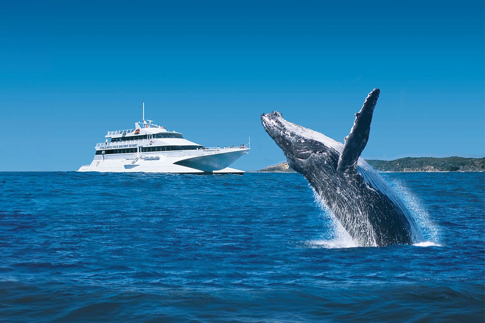 Whale breaching near boat