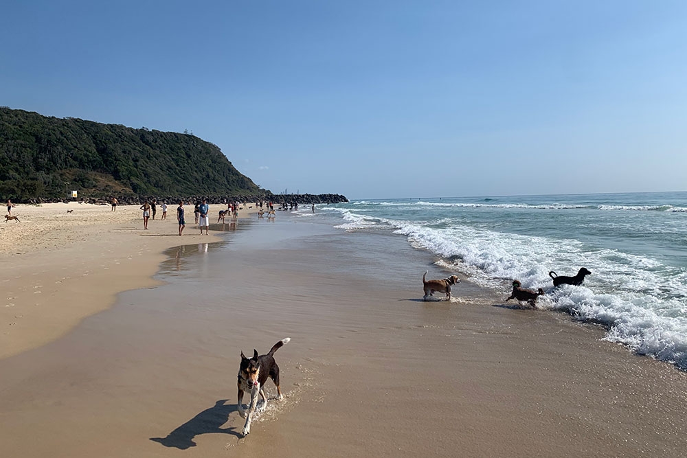 Tallebudgera Dog Beach