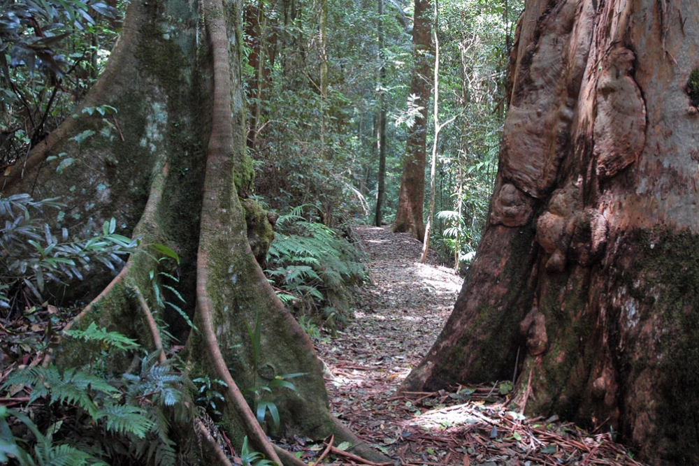 Large rain forest trees in Greenes Falls Circuit Mt Glorious