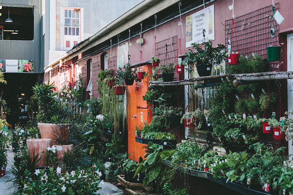 Side laneway of Mappins Nursery