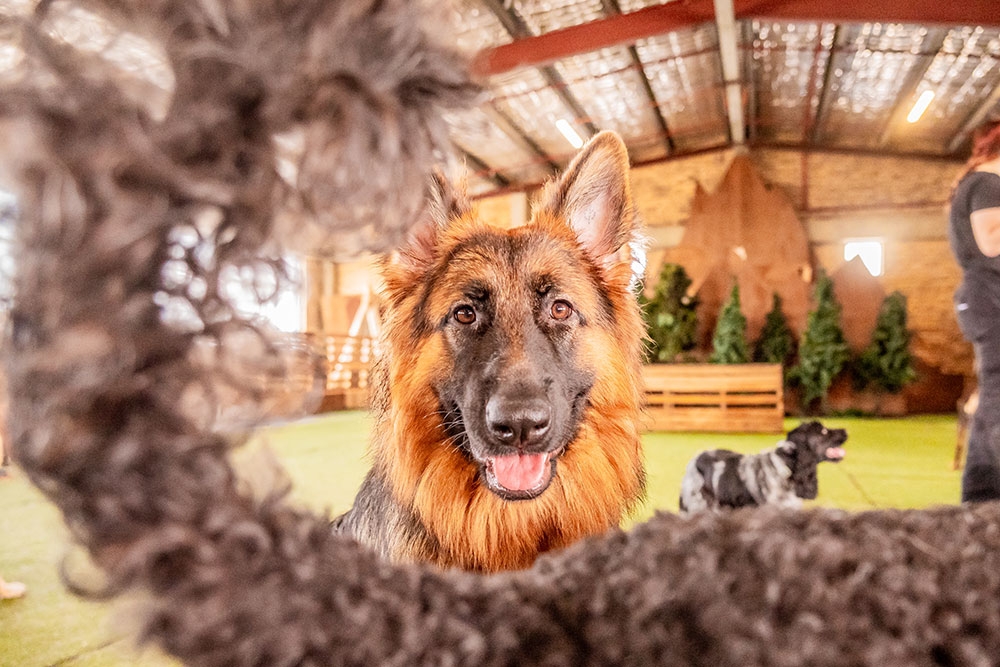 dog training