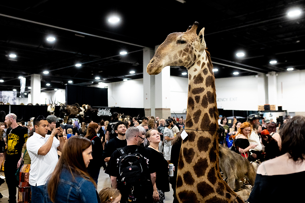 A giraffe 