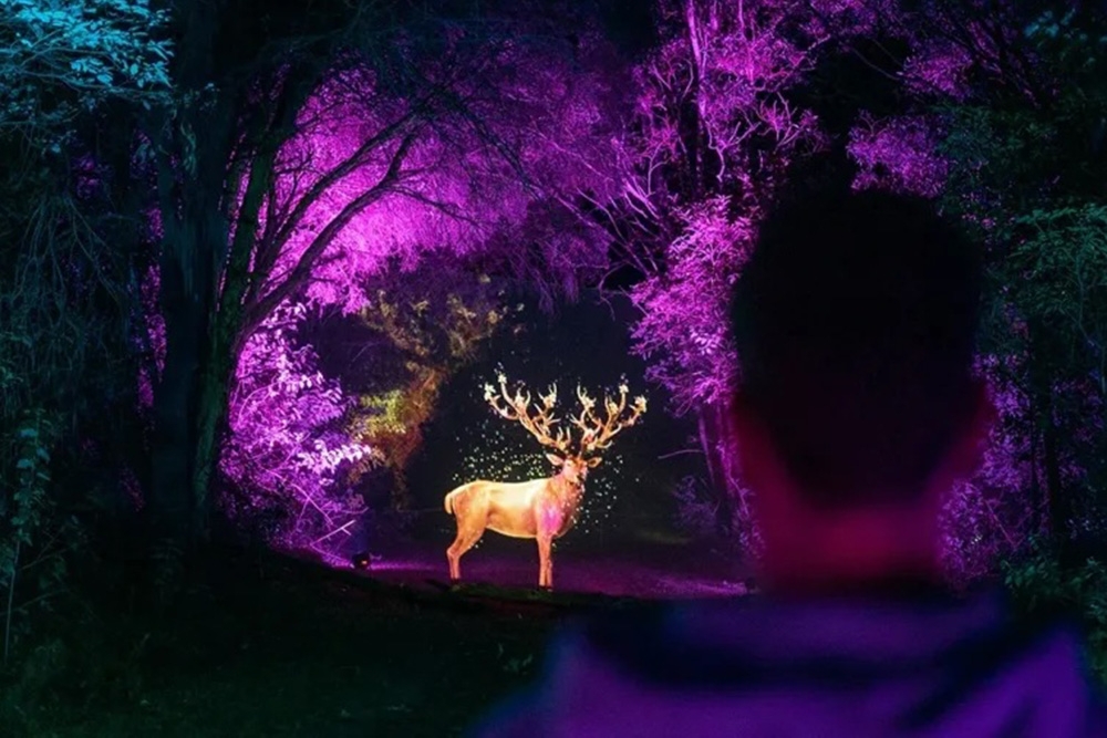 Lit up forest at Sirromet
