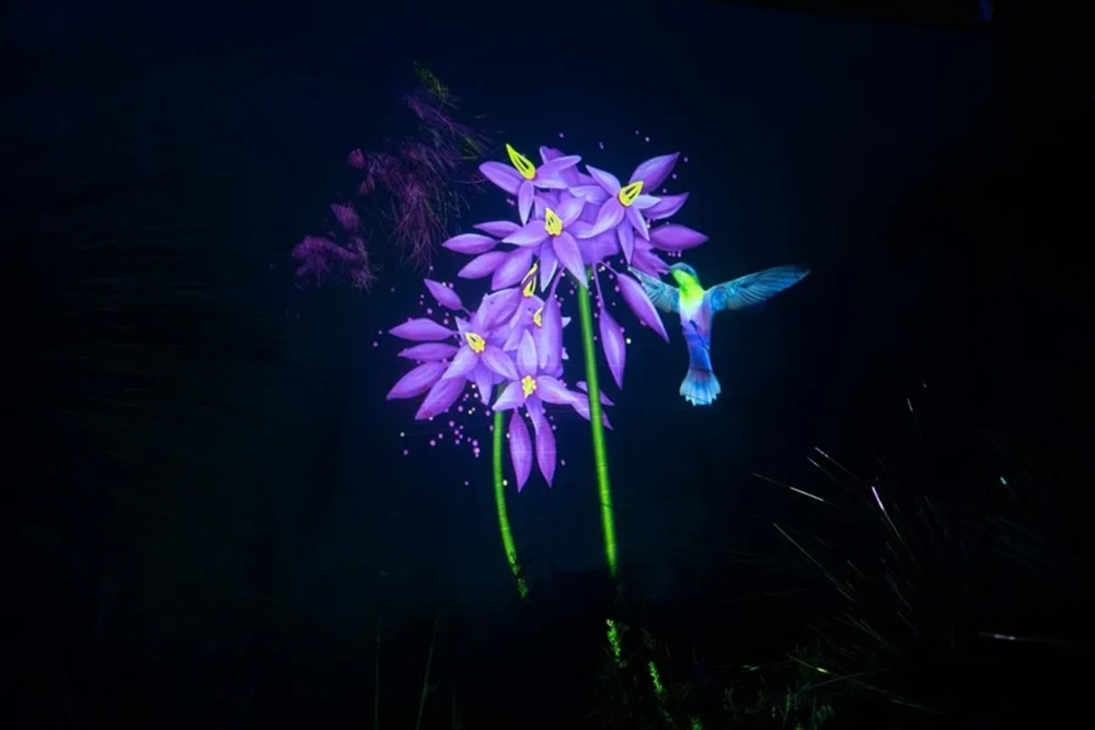 Light show at Sirromet