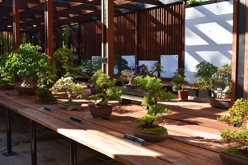 Bonsai House, Mt Coot-tha Botanic Gardens Toowong