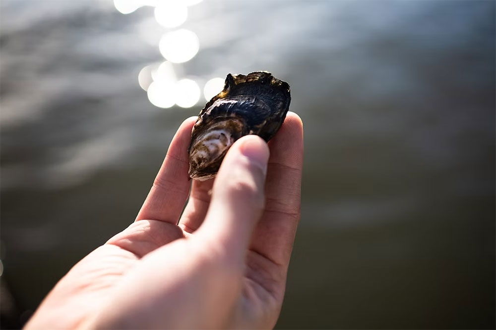hand holding oyster 