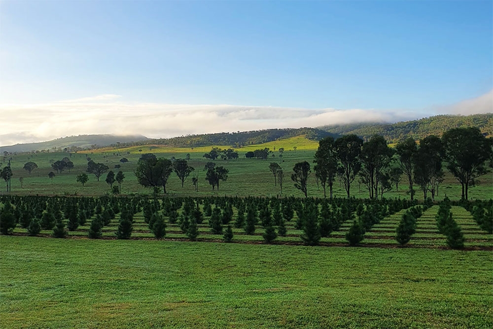 view across fields of Brisbane Valley Christmas Tree Farm