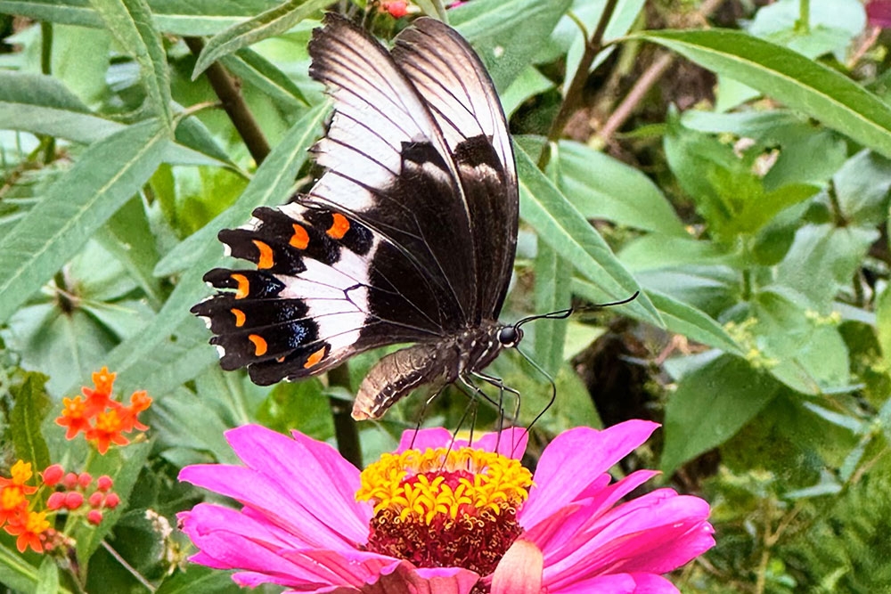 Butterfly Hill, Rosemount, Sunshine Coast
