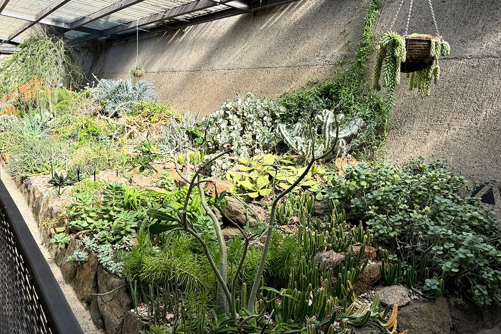 The Cacti & Bromeliad House, Brisbane Botanic Gardens Mt Coot-tha, Toowong, cactus, desert plants from around the world, Brisbane, Queensland