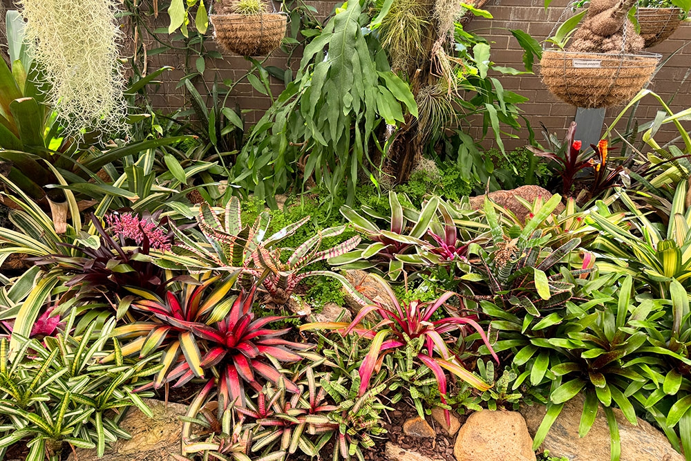 The Cacti & Bromeliad House, Brisbane Botanic Gardens Mt Coot-tha, Toowong, cactus, desert plants from around the world, Brisbane, Queensland