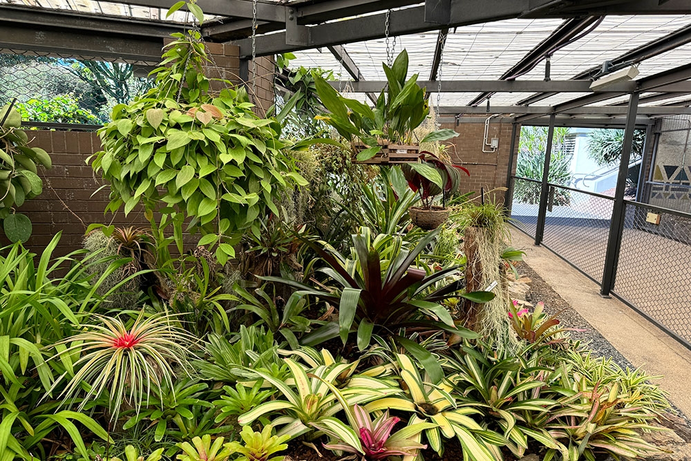 The Cacti & Bromeliad House, Brisbane Botanic Gardens Mt Coot-tha, Toowong, cactus, desert plants from around the world, Brisbane, Queensland