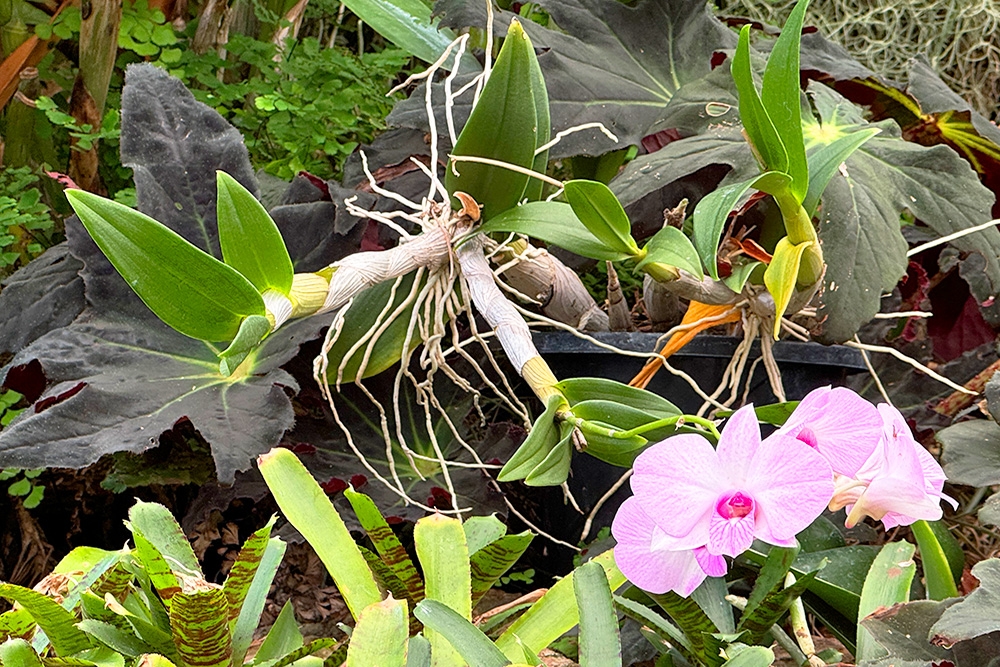 The Cacti & Bromeliad House, Brisbane Botanic Gardens Mt Coot-tha, Toowong, orchids, desert plants from around the world, Brisbane, Queensland
