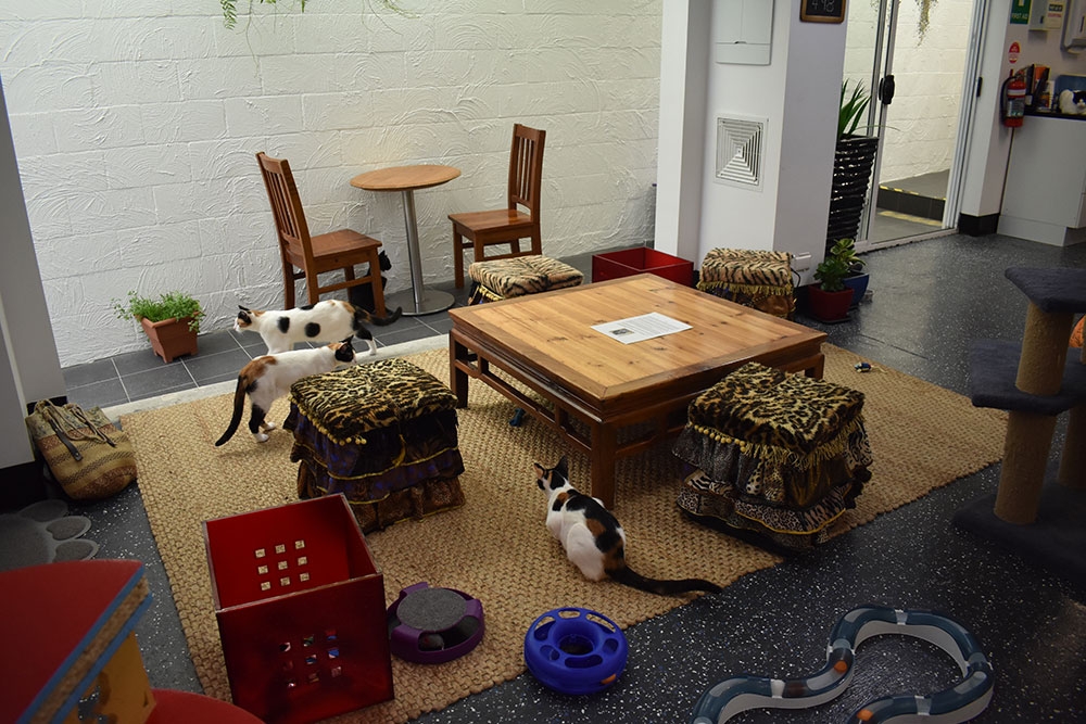 Cat Cuddle Cafe  Lutwyche Must Do Brisbane