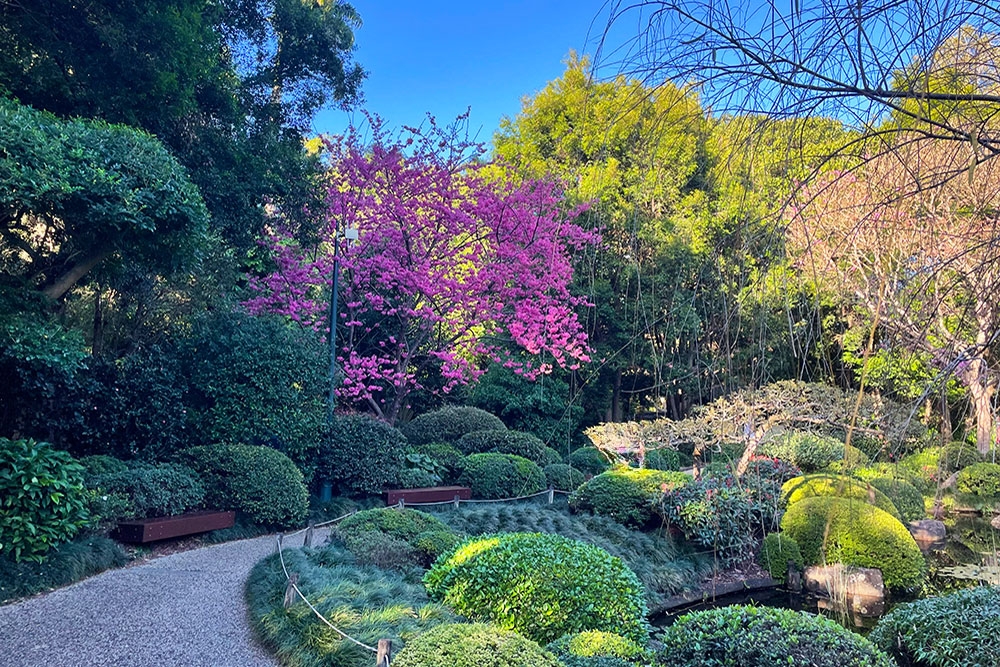 Cherry Blossoms, Japanese Gardens, Mt Coot-tha Botanic Gardens