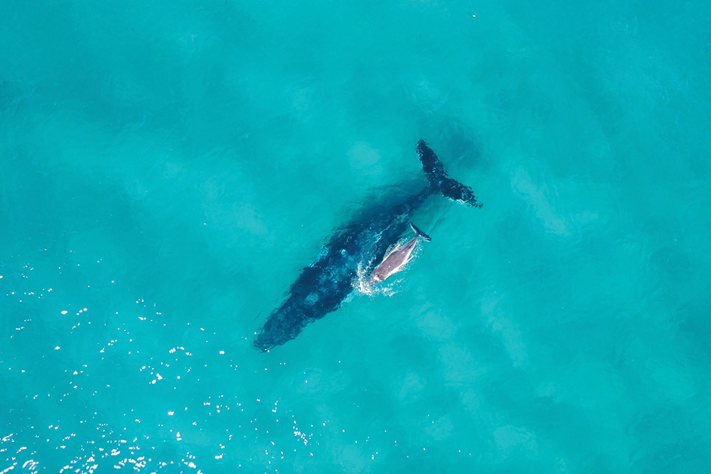 Whale Watching Tangalooma Island Resort