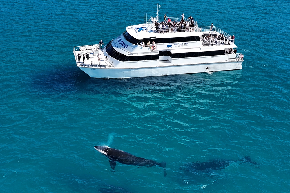 Whale Watching Tangalooma Island Resort