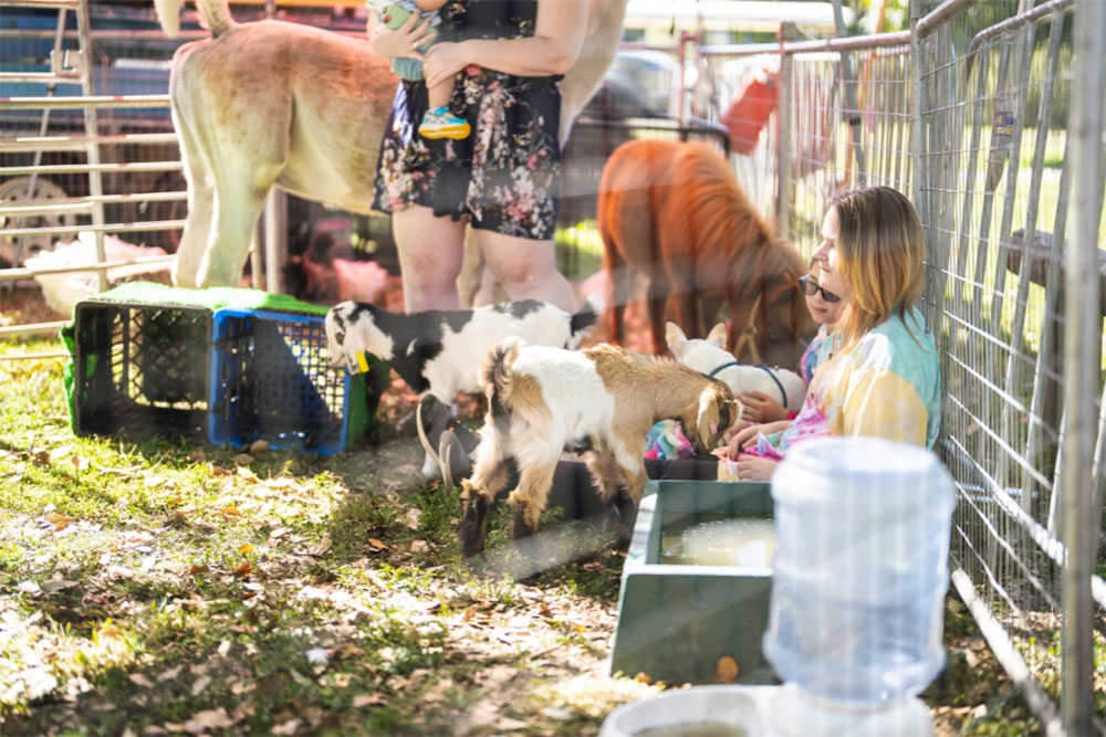 Petting zoo at Technicolour Multicultural Festival