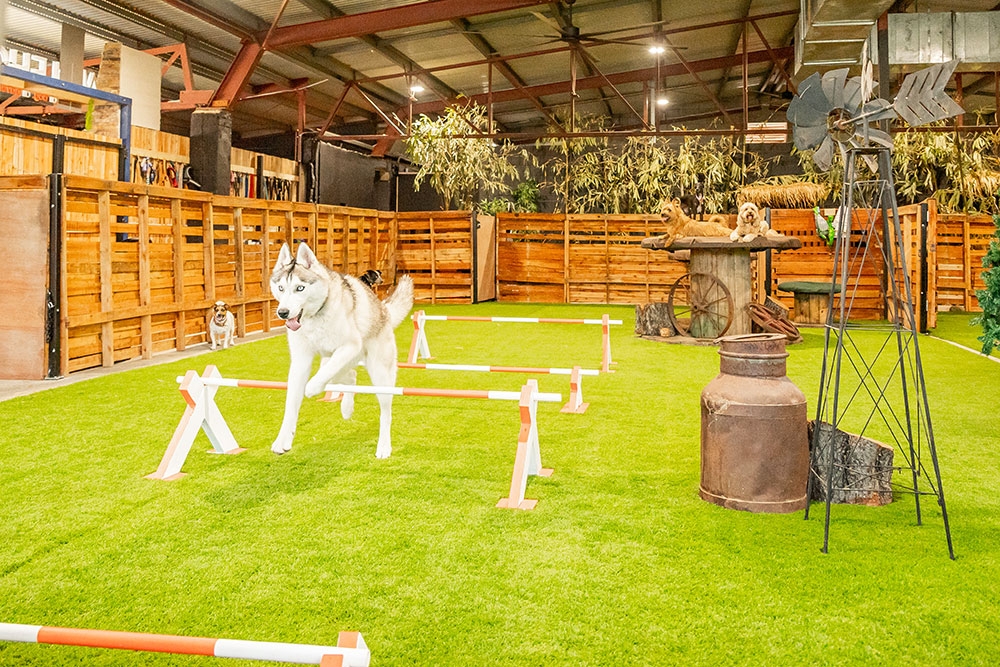 dog training