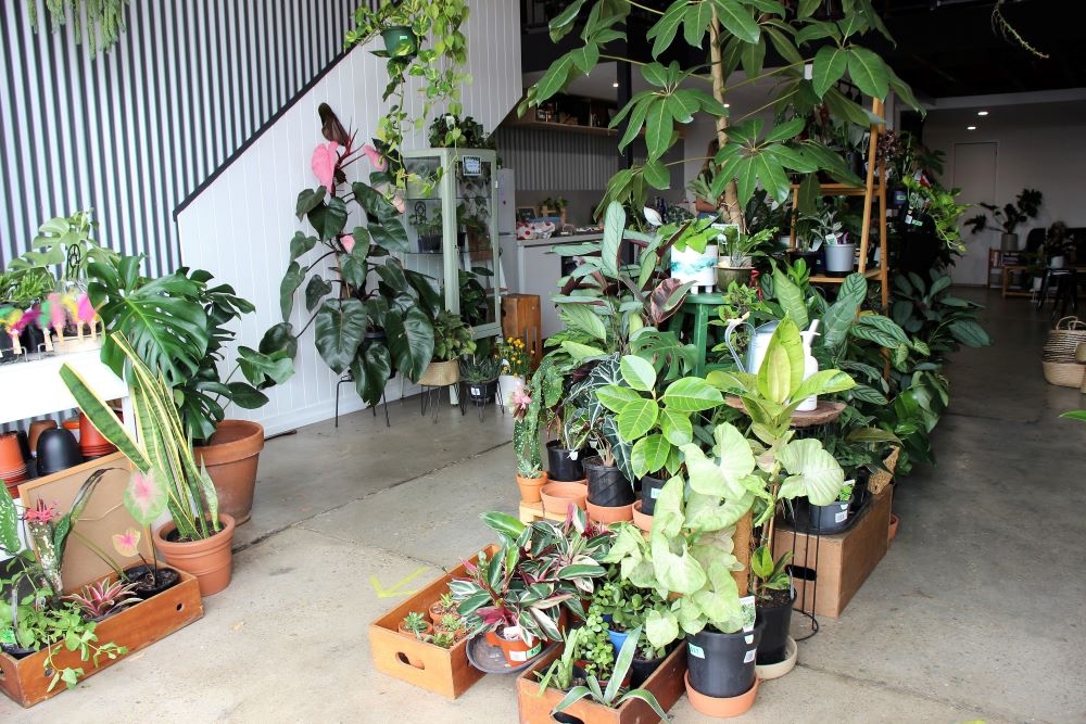 Epilo, Woolloongabba, plants, coffee  